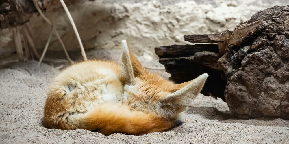 Fennec